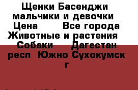 Щенки Басенджи ,мальчики и девочки › Цена ­ 1 - Все города Животные и растения » Собаки   . Дагестан респ.,Южно-Сухокумск г.